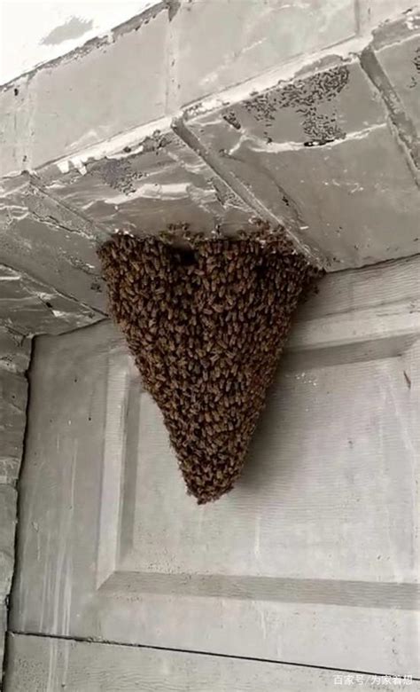 蓋房子地基 蜜蜂在窗外筑巢